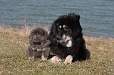 DOGUE DU TIBET 180